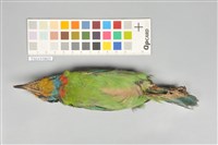 五色鳥藏品圖，第14張